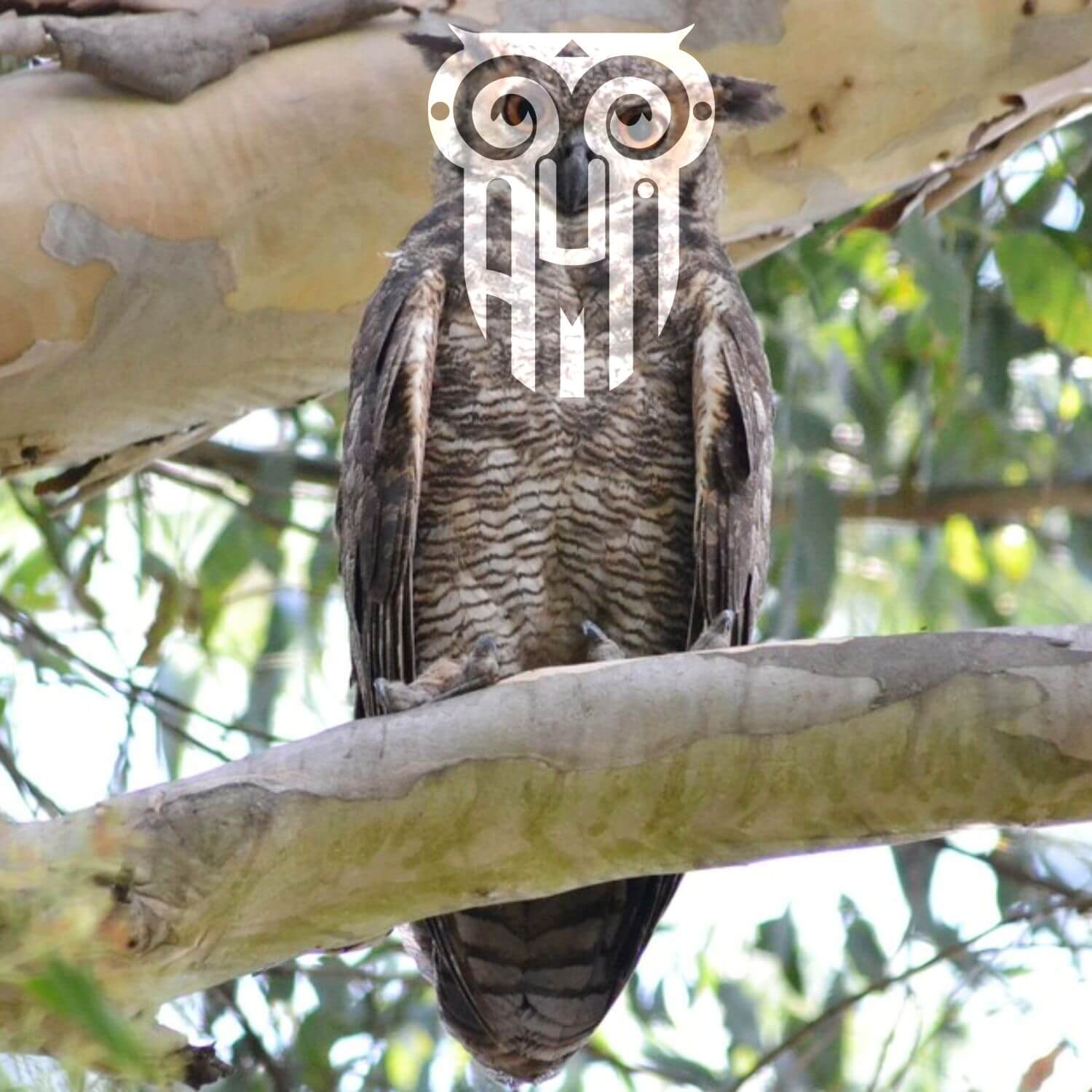 logotipos inspirados em aves corujas brasileiras criar logo para contador criar logo escritório de corretagem de imoveis